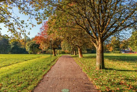 Téléchargez les photos : Beau paysage d'automne. Chemin dans le parc avec des arbres d'automne par une journée ensoleillée. Lieu de repos. - en image libre de droit