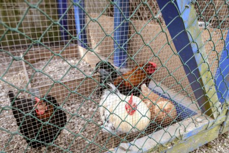 Foto de Un grupo de pollos están dentro de una jaula. Foto de alta calidad - Imagen libre de derechos