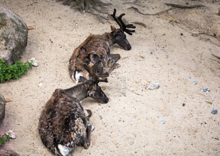 Foto de Dos ciervos con cuernos yacen en la arena del zoológico. Foto de alta calidad - Imagen libre de derechos