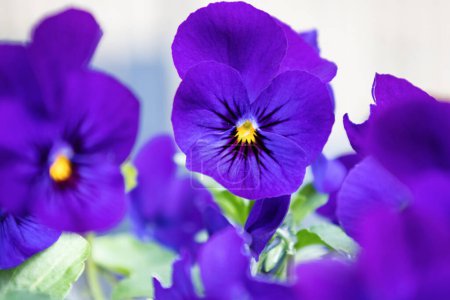Photo for Beautiful violet flowers in the garden or park. High quality photo - Royalty Free Image