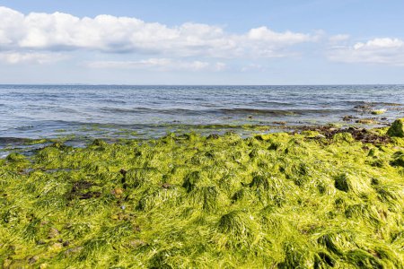 Green seaweed on the shores of the Baltic Sea. High quality photo