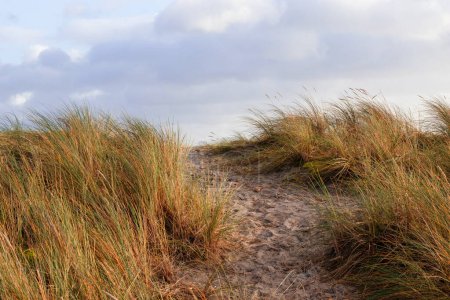 Sand dunes with dried grass against a sky with clouds. High quality photo