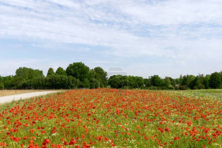 Beautiful green field with red poppy flowers. High quality photo