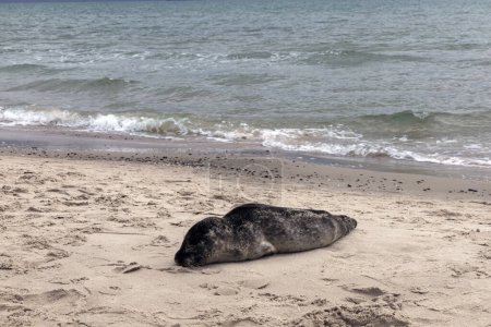 Seal on the sand on the shore of the North sea. High quality photo