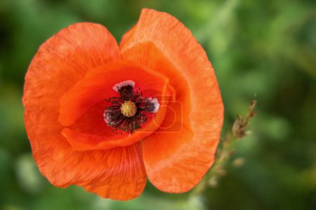 One beautiful red poppy flower, closw-up. High quality photo