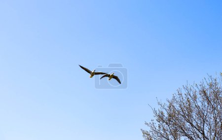 Dos gansos grises están volando contra el cielo azul. Vida silvestre y aves.