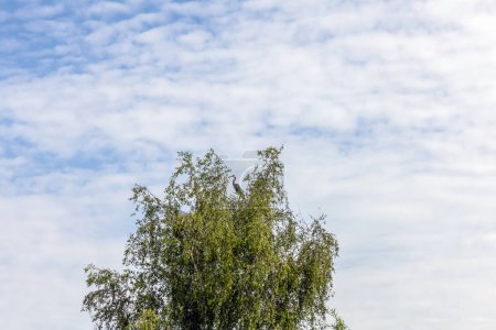 Ein Storch im Nest auf einer Birke gegen den Himmel. Hochwertiges Foto