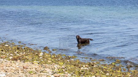 Black wet dog bathes in the sea. High quality photo