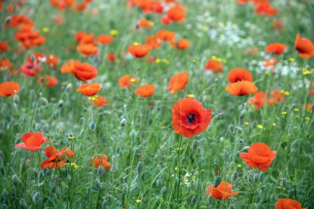 Beautiful green field with red poppy flowers. High quality photo