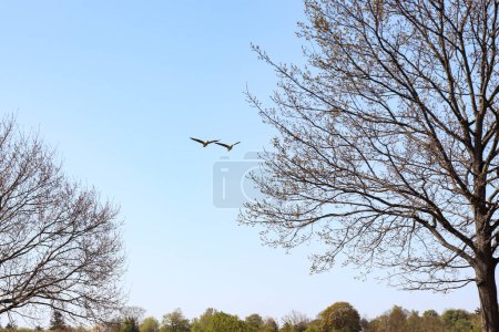 Two gray geese are flying against the blue sky. Wildlife and birds.