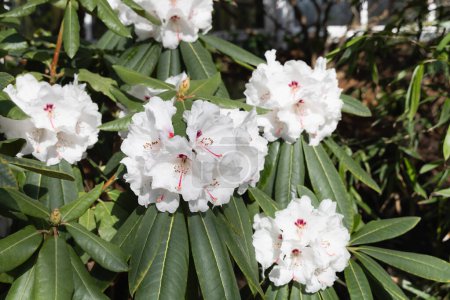 Photo for Beautiful white Rhododendron flower in the garden. Spring flowers. - Royalty Free Image