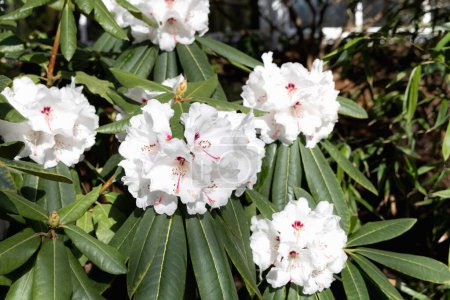 Beautiful white Rhododendron flower in the garden. Spring flowers. 