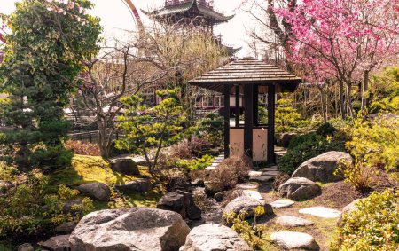 Garden in Japanese style with a gazebo and large stones and cherry blossoms. 