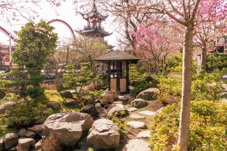Jardin de style japonais avec un gazebo et de grandes pierres et fleurs de cerisier. 