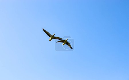 Zwei Graugänse fliegen gegen den blauen Himmel. Wildtiere und Vögel.