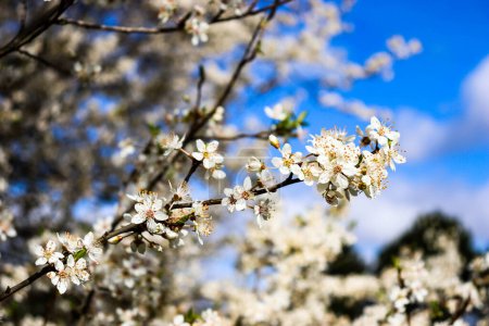 A blooming branch of tree in spring. Flowers of the cherry blossoms on a spring day. High quality photo