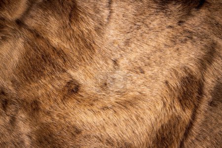 texture fond de fourrure brune