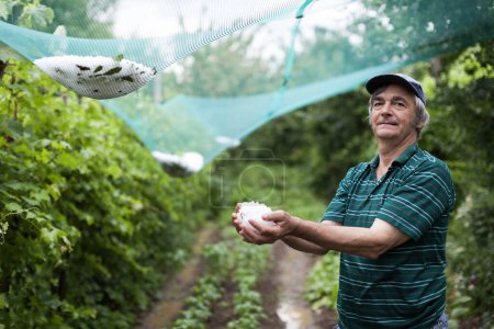 Téléchargez les photos : Homme âgé affiche fièrement grêlons taille et quantité, sourire au milieu de son jardin potager sauvé protégé par des filets de grêle. Un triomphe de la résilience - en image libre de droit