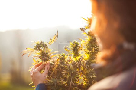 Téléchargez les photos : Femme agriculteur tenant fraîchement récolté cannabis médical plante sur l'épaule vue - en image libre de droit
