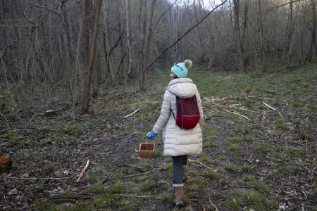 Téléchargez les photos : Vue arrière d'une femme adulte marchant dans une forêt à la recherche de feuilles d'ail sauvage dans les bois - en image libre de droit
