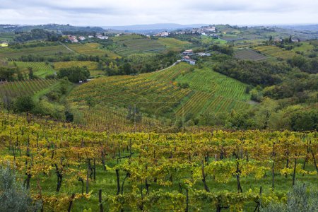 Téléchargez les photos : Couleurs d'automne dans les vignobles autour des villes de Goriska Brda Slovénie au mauvais temps - en image libre de droit