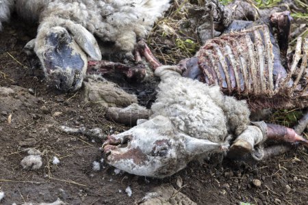 Foto de Eaten Sheep Remains in Wilderness of Julian Alps - Los depredadores comunes de la zona son osos y lobos - Imagen libre de derechos