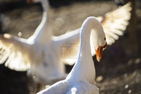 Photo for Domestic Goose - Emden Goose - Royalty Free Image