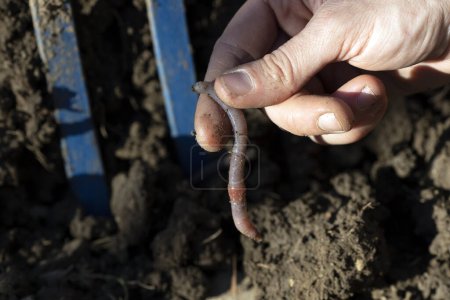 Landarbeiter fand einen Regenwurm, der dem Boden nützt