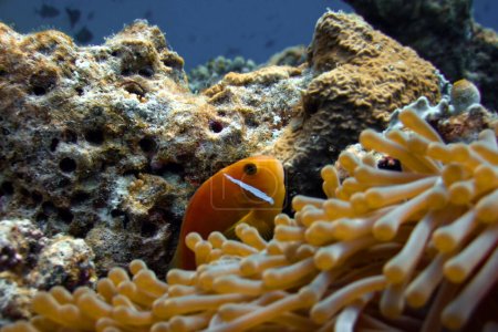 Foto de Maldivas Anemonefish - Amphiprion Nigripes en su Magnificent Sea Anemone Blue version - Heteractis Magnifica De cerca en el arrecife de coral de la isla de Bathala en Maldivas. - Imagen libre de derechos