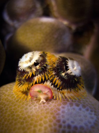 Téléchargez les photos : Spirobranchus Giganteus - Arbre de Noël ver de mer - Spirale Tubeworm branché sur un corail dans le récif corallien de Bathala île Maldives. - en image libre de droit