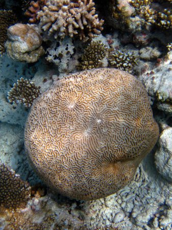 Foto de Brain Coral - Favidae - Platygyra sp. sobre un arrecife de coral de Maldivas - Imagen libre de derechos
