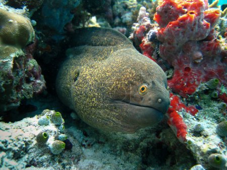 Photo for Yellow-margined Moray Eel - Gymnothorax Flavimarginatus on coral reef of Maldives - Royalty Free Image