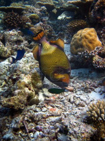 Foto de Titan Triggerfish comer - Balistoides Viridescenes comer una concha en el arrecife de coral de Maldivas - Imagen libre de derechos