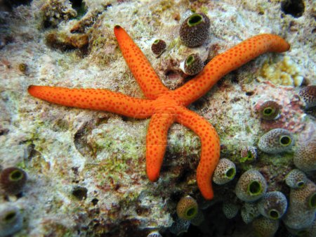 Photo for Linckia Laevigata - starfish sea star - Maldives - Royalty Free Image