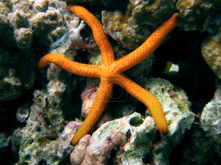 Photo for Linckia Laevigata - starfish sea star - Maldives - Royalty Free Image