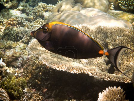 Foto de Espina dorsal Unicornfish - Naso lituratus en un arrecife de Maldivas - Imagen libre de derechos