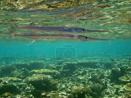 Photo for Tylosaurus crocodilus - Beloniadae - Crocodile Needlefish - Houndfish in the coral reef of Maldives - Royalty Free Image