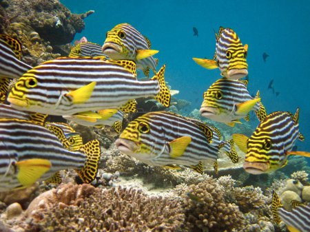 Photo for Group of Oriental Sweetlips - Plectorhinchus vittatus in the coral reef of Maldives - Royalty Free Image