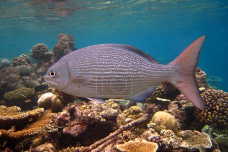 Brassy Rudderfish - Kyphosus Vaigiensis - Brassy Chub on the reef of Maldives