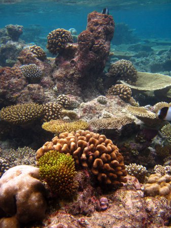 Foto de Arrecife de coral de Maldivas isla de Bathala - Imagen libre de derechos