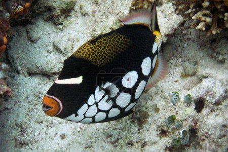 Téléchargez les photos : Clown Triggerfish - Balistoides conspicillum sur un récif corallien des Maldives - en image libre de droit