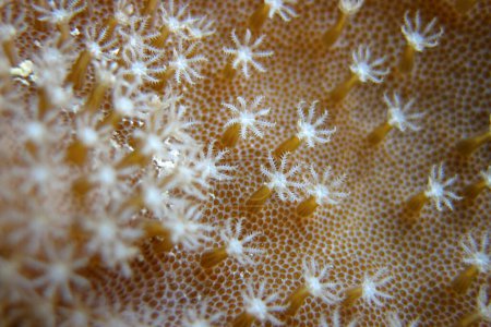 Sarcophyton sp. - Weichkorallen - Lederkorallen Polypen in Nahaufnahme auf den Malediven