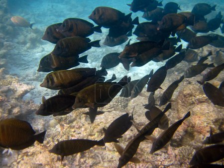 Foto de Surgeonfish Sailfin - Zebrasoma Desjardinii Escuela de peces en su entorno natural en el arrecife de coral de Maldivas. - Imagen libre de derechos