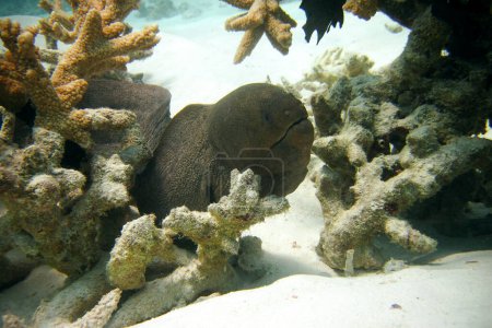 Photo for Moray eel - Muraenidae - Giant Moray on sand in a lagoon of Maldives. - Royalty Free Image