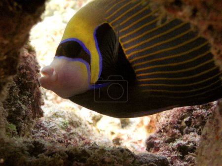 Foto de Emperador Angelfish - Imperial Angelfish - Pomacanthus Imperator en un arrecife de coral de Maldivas. - Imagen libre de derechos