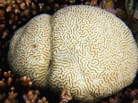 Photo for Faviidae - Platygyra lamellina - Hard Brain Coral on coral reef of Maldives. - Royalty Free Image