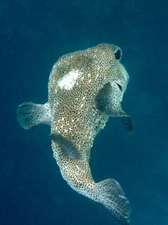 Téléchargez les photos : Purcupinefish à taches noires - Diodon Hystrix dans la mer des Maldives - en image libre de droit