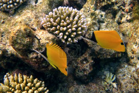 Foto de Forcipiger Flavissimus - Forceps fish - Longnose Butterflyfish Par de peces en el arrecife de coral de Maldivas. - Imagen libre de derechos