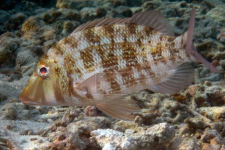 Foto de Manglar Red Snapper - Lutjanus Argentimaculatus - Manglar Jack - Sea Snapper en su entorno natural en el arrecife de coral de Maldivas. - Imagen libre de derechos