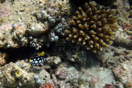 Téléchargez les photos : Triggerfish clown - Balistoides Conspicillum dans le récif des Maldives environnement naturel - en image libre de droit
